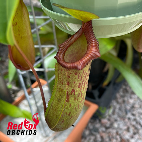Nepenthes ventricosa x xtrusmadiensis
