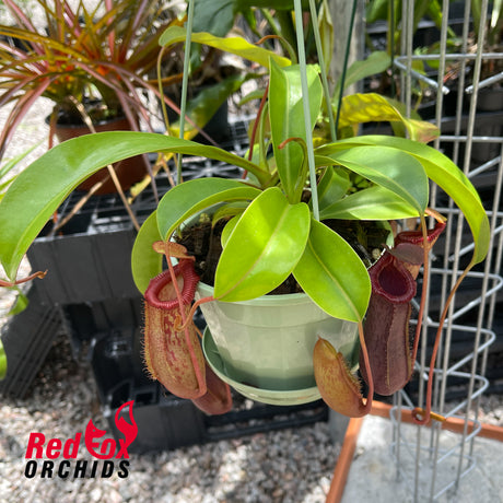 Nepenthes ventricosa x xtrusmadiensis