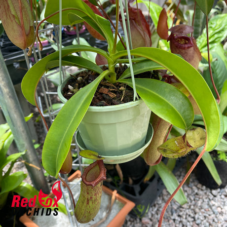 Nepenthes ventricosa x xtrusmadiensis