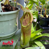 Nepenthes (lowii x adrianii) x Rokko