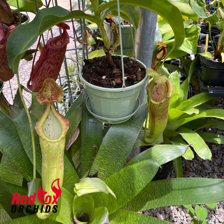 Nepenthes (lowii x adrianii) x Rokko