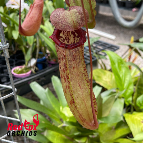 Nepenthes (ventricosa x sibuyanensis) x Rokko