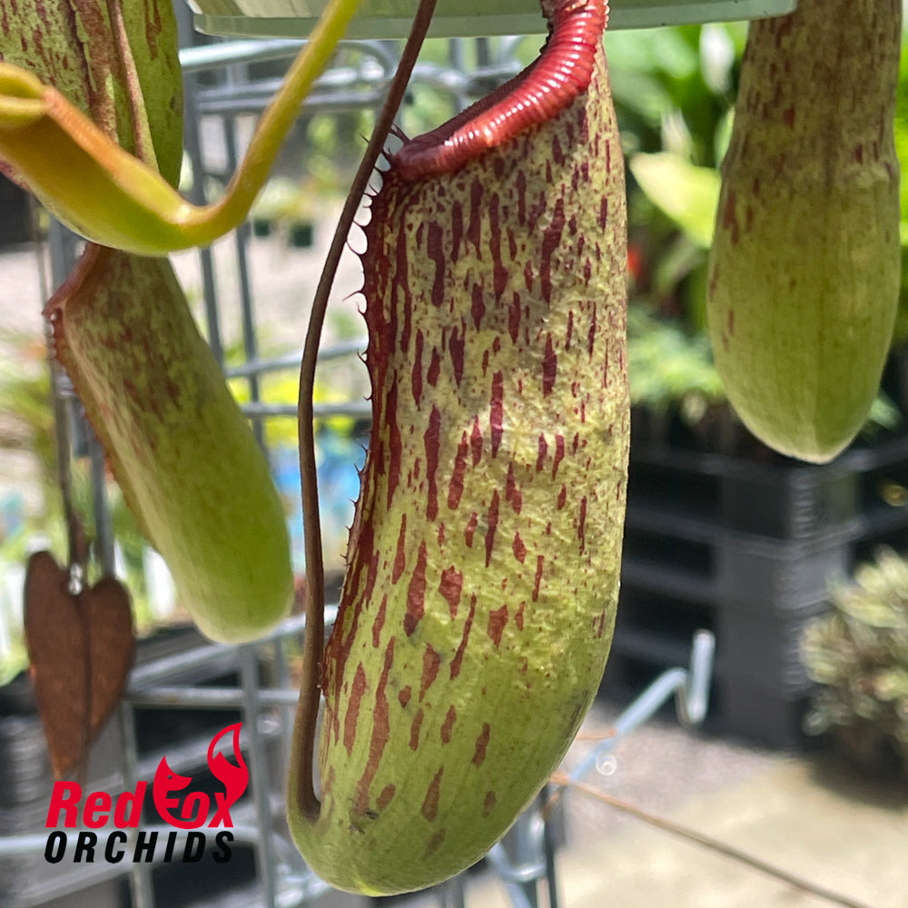 Nepenthes (ventricosa x sibuyanensis) x Rokko