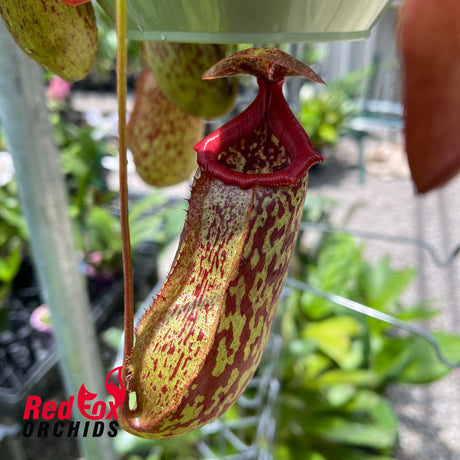 Nepenthes (ventricosa x sibuyanensis) x Rokko