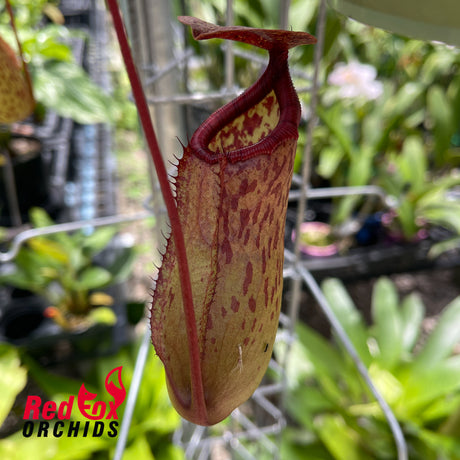 Nepenthes (ventricosa x sibuyanensis) x Rokko
