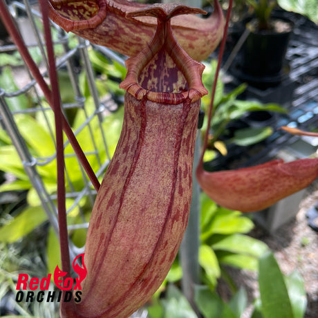 Nepenthes (ventricosa x sibuyanensis) x Rokko