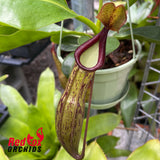 Nepenthes [(lowii x veitchii) x baschiana] x (Rokko x alata)