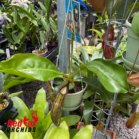 Nepenthes [(lowii x veitchii) x baschiana] x (Rokko x alata)
