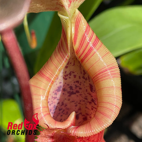 Nepenthes peltata x (naga x bongso)