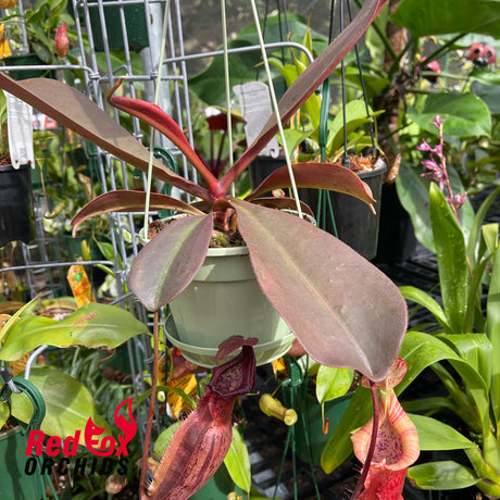 Nepenthes peltata x (naga x bongso)