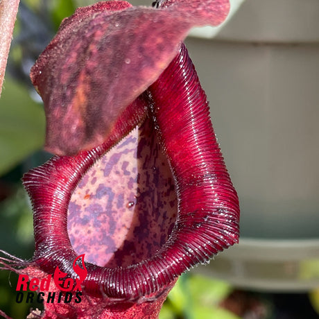 Nepenthes peltata x (naga x bongso)