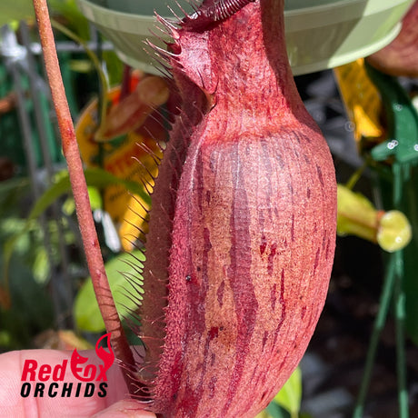 Nepenthes peltata x (naga x bongso)