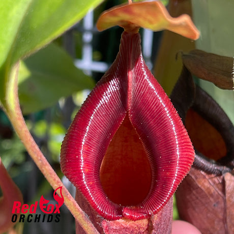 Nepenthes truncata x jacquelineae