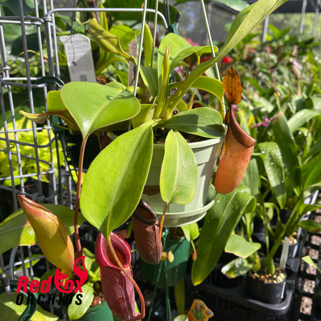 Nepenthes truncata x jacquelineae