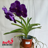 Vanda Fuch's Delight x lenakamolphan x Bitz Heartthrob