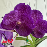 Vanda Fuch's Delight x lenakamolphan x Bitz Heartthrob