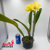 Brassolaeliocattleya Serene Sunset Wendy's x California Girl 'Orchid Library'