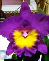 Rhyncholaeliocattleya Chunfong Red