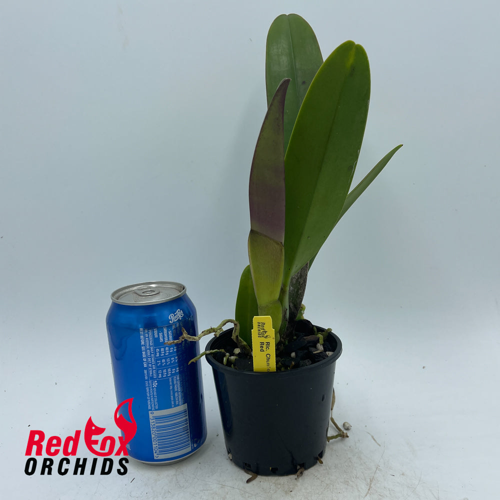 Rhyncholaeliocattleya Chunfong Red