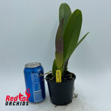 Rhyncholaeliocattleya Chunfong Red