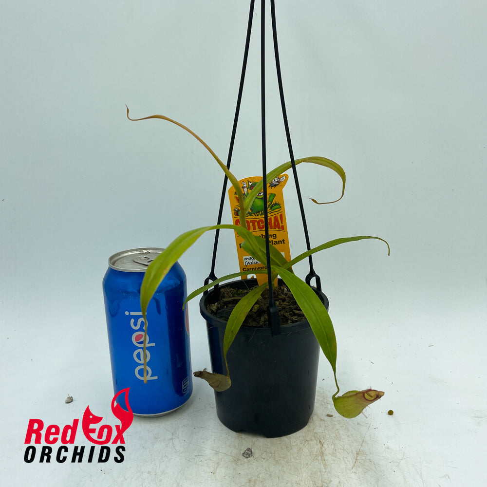 Nepenthes mirabilis (Asian Form)