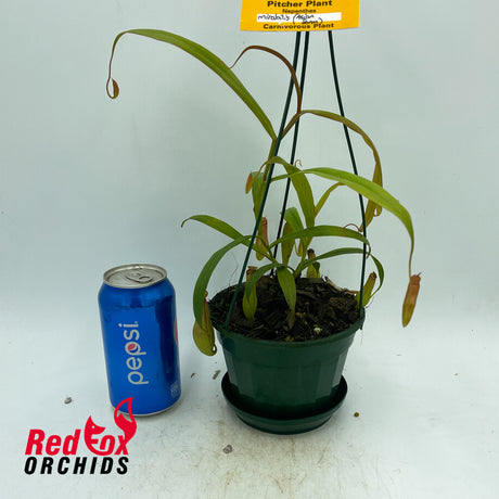 Nepenthes mirabilis (Asian Form)