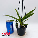 Vanda Ladda Gold