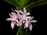Rhynchostylis Gigantea 'Spots' X Vanda Pumila