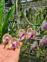 Vanda Mimi Palmer x Aerides lawrenceae