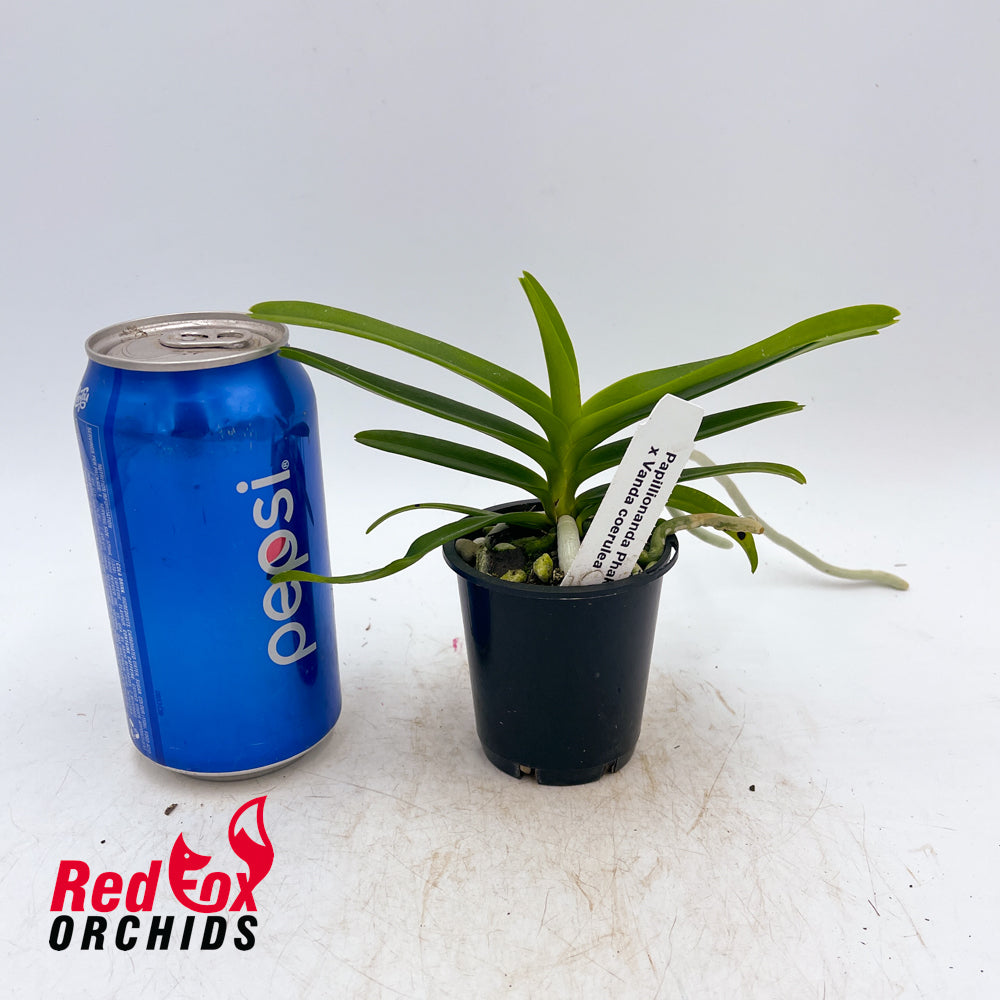 Papillionanda Phaksorn Fragrance x Vanda coerulea