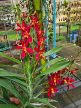 Renanthera philippinensis x Rhynchostylis coelestis