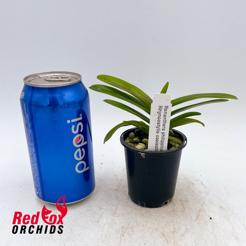 Renanthera philippinensis x Rhynchostylis coelestis