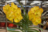 Vanda Thapakorn Sunrise