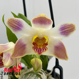Chysis Sedenii