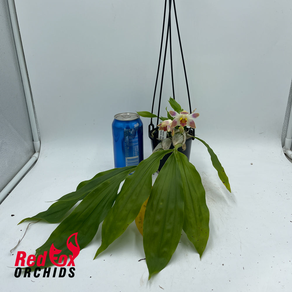 Chysis Sedenii