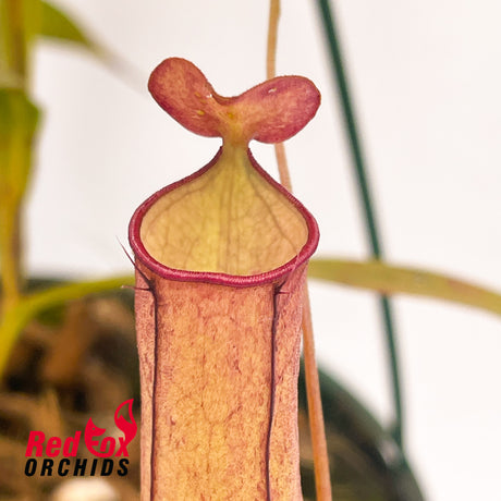 Nepenthes gracilis