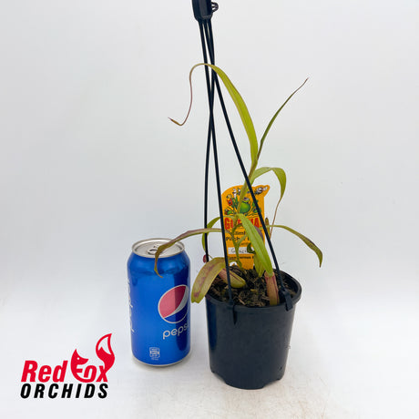 Nepenthes gracilis