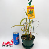 Nepenthes gracilis