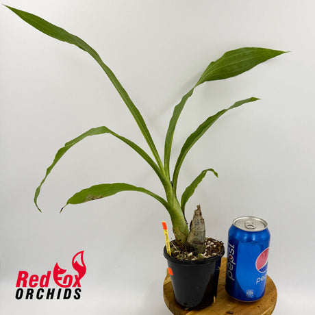 Catasetum Mark's Red Hermosa 'Mark's Jungle Girls'