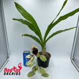 Catasetum Mark's Red Hermosa 'Mark's Jungle Girls'