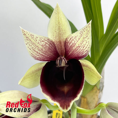 Catasetum Mark's Red Hermosa 'Mark's Jungle Girls'