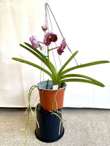 Vanda (Madame Rattana x SuksamianSpots) X V. (Bitzs Hearthrob x Guochia Long)