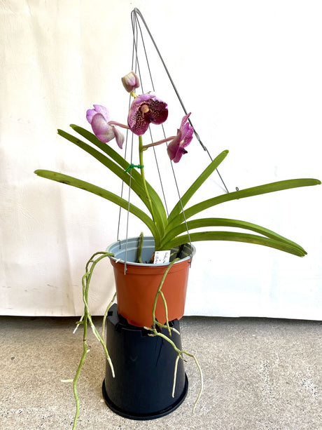 Vanda (Madame Rattana x SuksamianSpots) X V. (Bitzs Hearthrob x Guochia Long)
