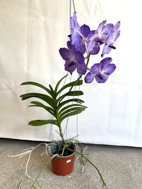 Ascocenda lenakamolphum X Vanda coerulea