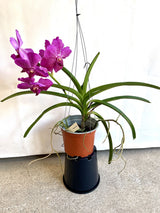 Vanda kultana
