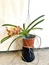 Vanda Guo Chia Long