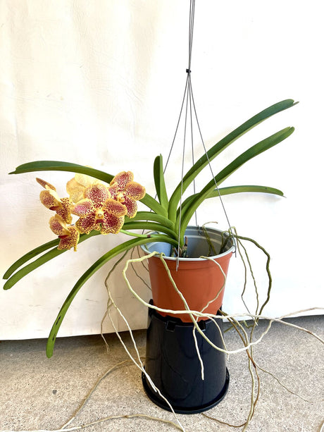 Vanda Guo Chia Long