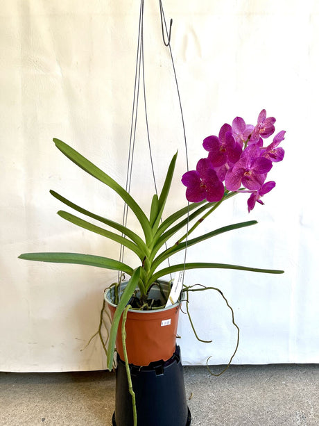 Ascocenda Dr Anek x Asc. mungkud
