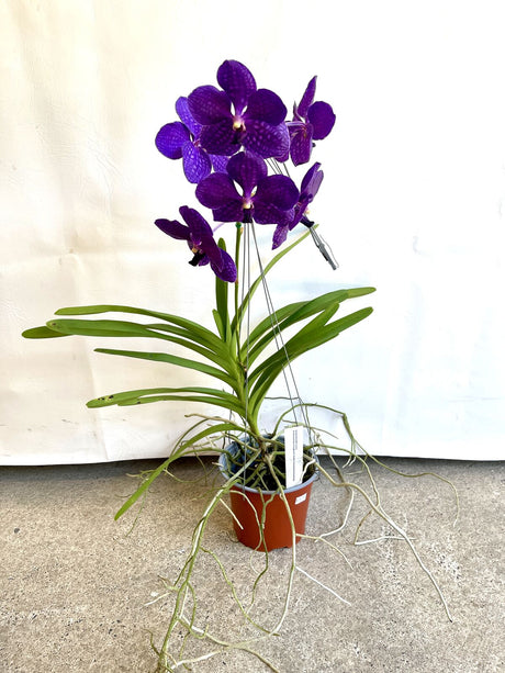 Vanda Annette Jones X (Ascocenda mungkud X Vanda chavananand butterfly)