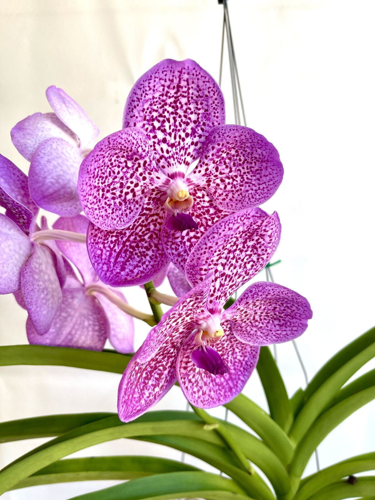 Ascocenda Rakjaisand X Asc. Thai Gems